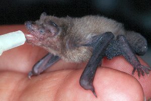 Junge Zwergfledermaus leckt an der Flasche