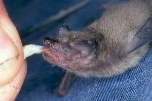 Junge Zwergfledermaus mit Mehlwurm