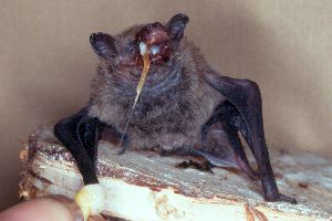 Junge Zwergfledermaus