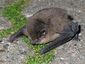 Gestrandete Zwergfledermaus 1