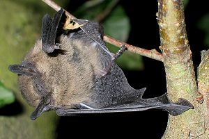Junge Zwergfledermaus kurz vor dem Abflug