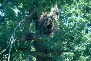 H&ouml;hle in alter Eiche