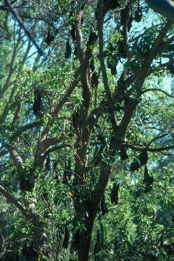 Flederhunde in Zentralaustralien