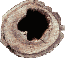 Höhlung in einem Walnußbaum Höhlung in einem Walnußbaum