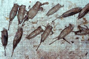 Heimchen (Acheta domesticus)