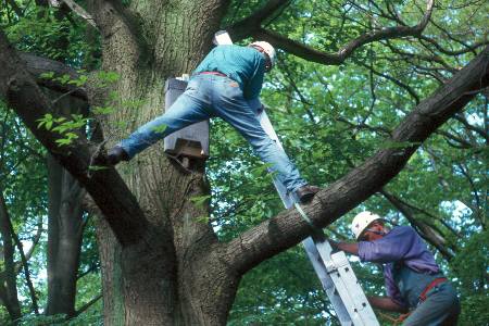 Montage eines "Fledermausbretts"